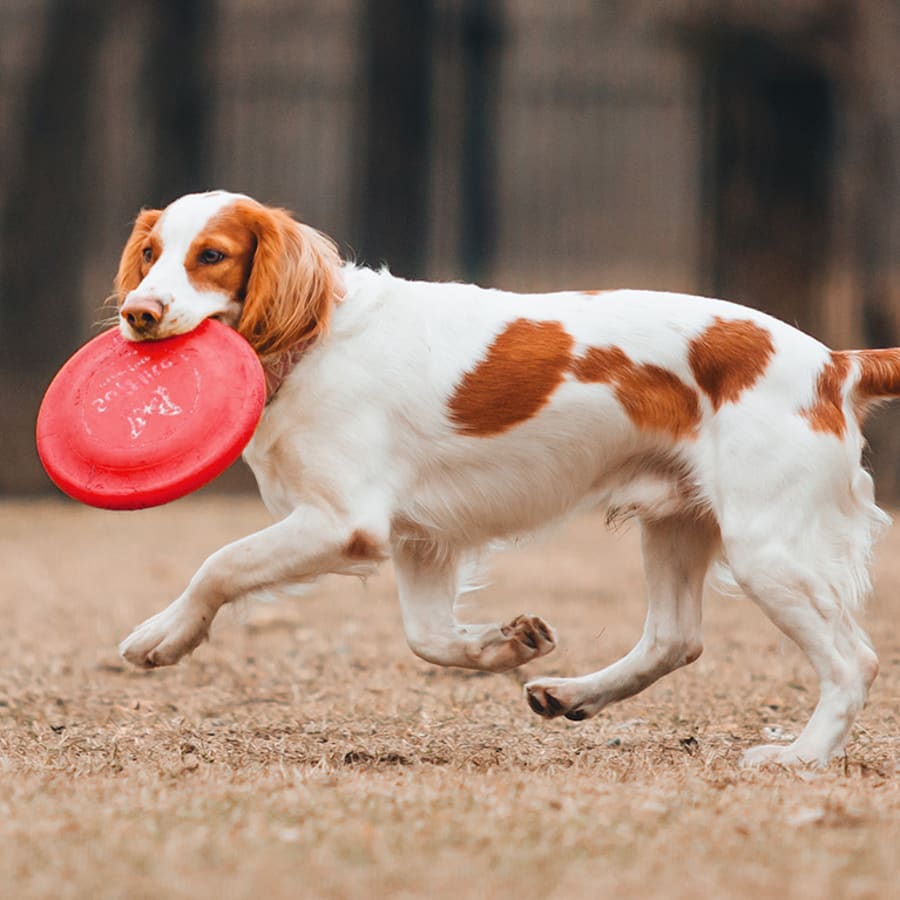 Cumberland Animal Hospital in Lebanon