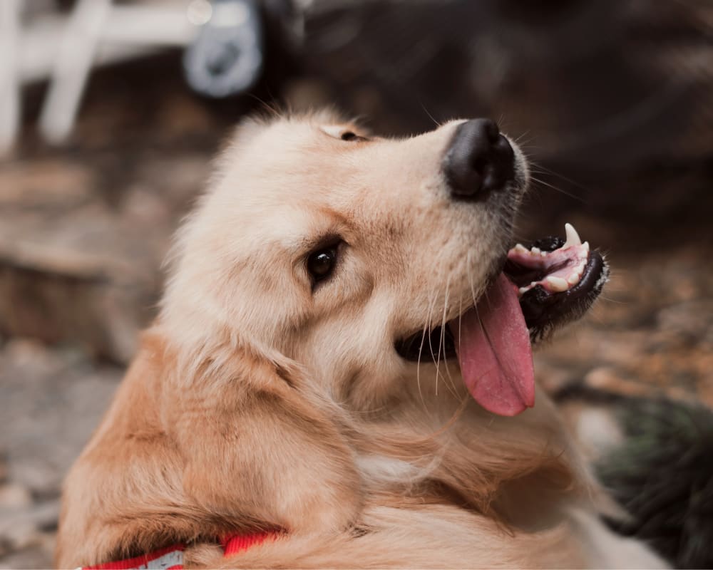 Welcome to Cumberland Animal Hospital | Lebanon Animal Hospital Welcome to Cumberland Animal Hospital | Lebanon Animal Hospital