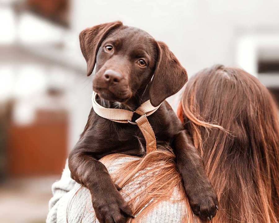 Puppies & Kittens, Lebanon Veterinarians