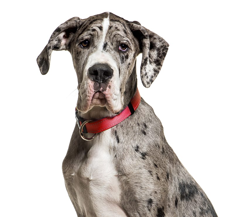 Giant Dogs, Cumberland Animal Hospital