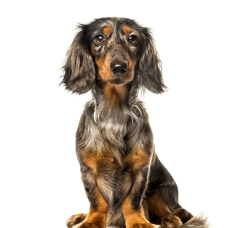 Small Dogs, Cumberland Animal Hospital